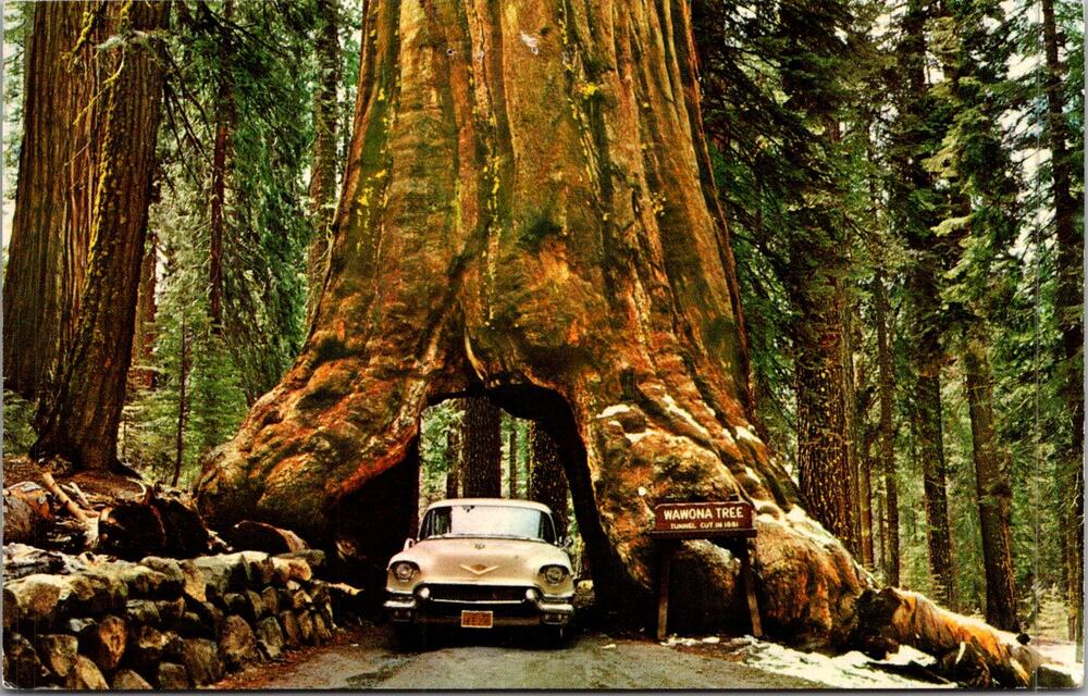 Wawona Tunnel Tree Yosemite National Park CA Vintage Postcard SP17-16